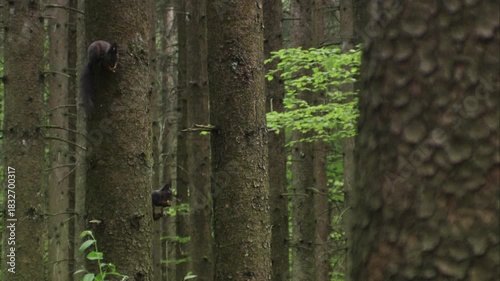 Pair of squirrels sitting beside tree trunks in a dense forest while eating