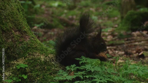 squirrel holding a nut in its tiny paws while preparing to eat