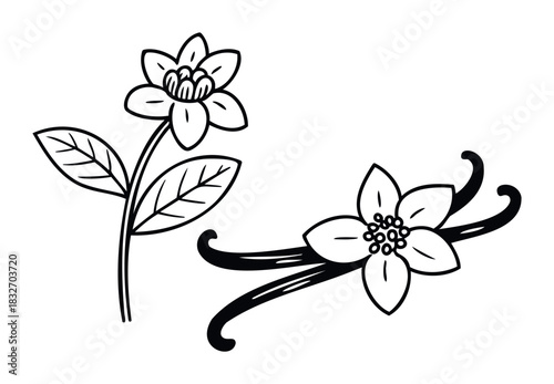 Black and white graphic of a vanilla flower with leaves and two vanilla bean pods, ideal for food, botanical, or scentrelated projects.