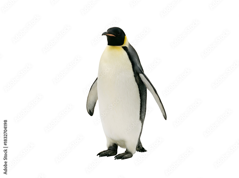 Fototapeta premium A realistic penguin standing upright with a sleek body and distinctive black and white coloring