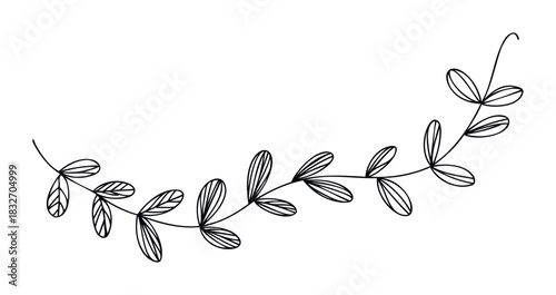 Hand drawn botanical vine with delicate leaves curving gracefully to the right, perfect for organic branding and floral invitations.