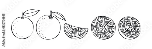 Line drawing of whole oranges with leaves and citrus fruit slices, perfect for use in foodrelated media, healthy eating promotions, and summer recipe collections