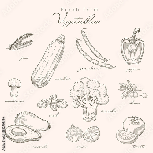 Hand-drawn vegetable set in classic engraving style featuring zucchini, beans, peas, avocado, broccoli, pepper, mushroom, basil, onion, tomatoes and olives in soft vintage tones.