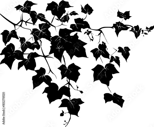 Ethereal Ivy Vine: Timeless Symbol Climbing Growth Perseverance | Clean, isolated vector art for creative projects.
