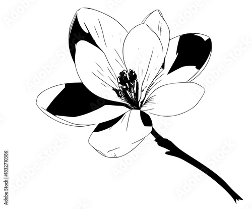 Elegant Silence - timeless black white masterpiece single flower bloom. | Clean, isolated vector art for creative projects.
