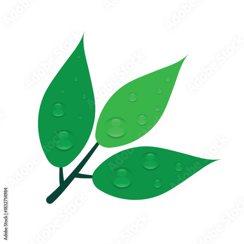 Green leaves with water droplets on a transparent background. Realistic Vector Illustration