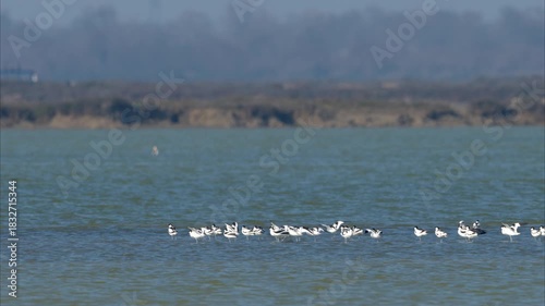 A group of Pied Avocets resting in shallow water