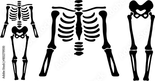 Human Skeleton Parts Silhouette - Anatomy and Bones Graphic Set
