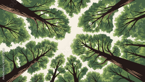 Looking up at the canopy of tall trees in a forest.