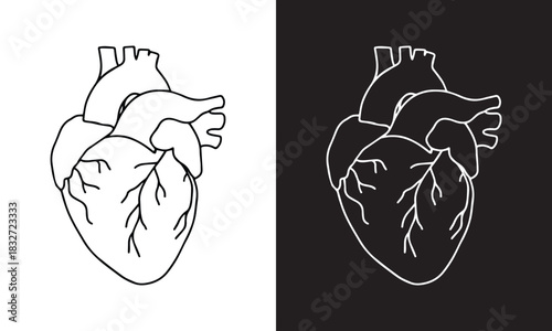 Illustration of the Human Heart in engraving technique with star rays. including labels for all the main structures. Hand drawn line art for tattoo, tee shirt and print design. eps file.