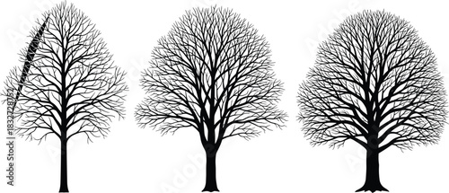 Detailed, black vector silhouettes of three bare deciduous trees with intricate branches and twign.