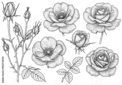 Detailed monochrome illustrations of various rose flowers, buds, and leafy stems, individually arranged on transparent background with copy space, concept of botanical study.