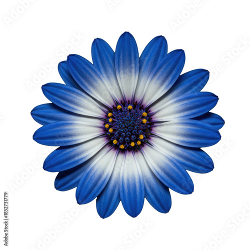 Pristine blue and white African daisy flower, layered petals, detailed center. Extreme macro, top-down view on blurred black bokeh background. Concept of botanical perfection