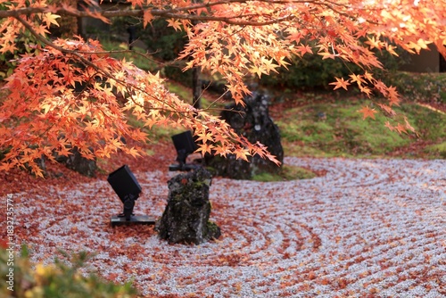 Autumn Red Leaves over a Japanese Zen Rock Garden