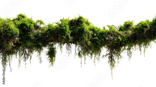 Overgrown lush green moss and creeping plants hanging from a horizontal branch creating a natural jungle canopy for environmental design and organic backgrounds