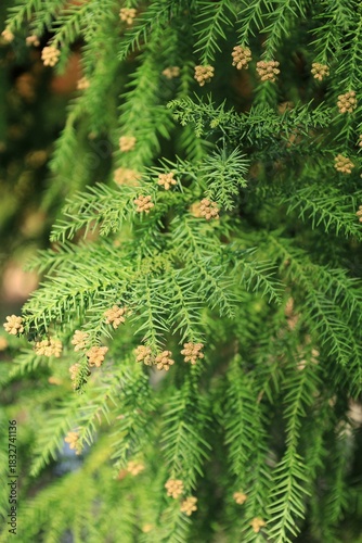Close-up of Japanese Cedar Cryptomeria Japonica 