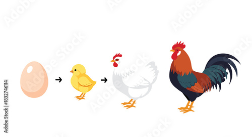 The life cycle of a chicken from egg to adult rooster.