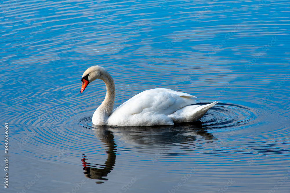 Fototapeta premium Mute Swan on a Lake