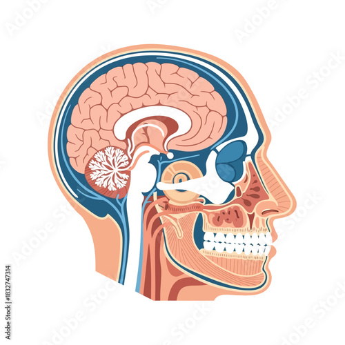 Detailed sagittal cross-section illustration of the human head, showcasing brain, skull, nasal cavity, and oral structures.