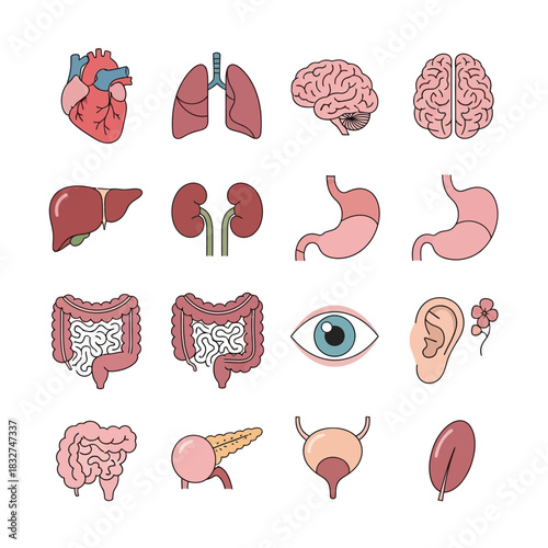 Anatomical illustration showcasing various human organs, including the heart, lungs, brain, liver, kidneys, and more.
