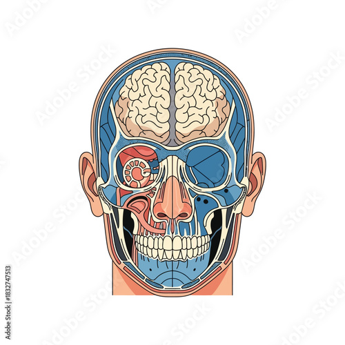 Anatomical illustration of a human head, showcasing the brain, sinuses, and facial structures.