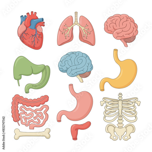 Anatomical illustration of human internal organs, including the heart, lungs, brain, and digestive system.