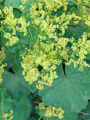 Ladys mantle Alchemilla vulgaris mollis flowers and leaf covered in raindrops in Montreal botanical garden.