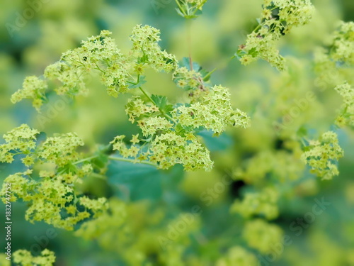 Ladys mantle Alchemilla vulgaris mollis flowers and leaf covered in raindrops in Montreal botanical garden.