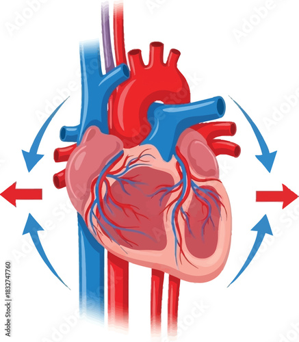 Anatomical diagram of the human heart with major arteries and veins, illustrating the process of blood circulation.