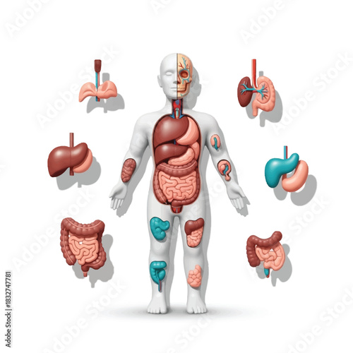 Detailed anatomical illustration of human internal organs displayed around a body model.