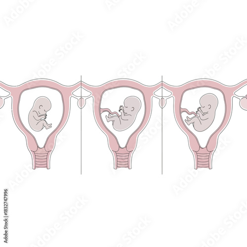 Illustration depicting the stages of fetal development within the human uterus, showcasing growth.
