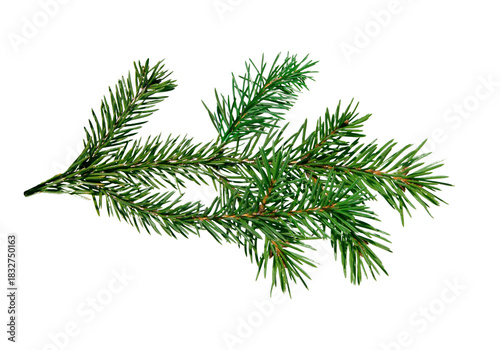Green spruce branch isolated on pure white background, sharp linear needles along slender twigs creating natural evergreen accent with copy space, perfect for Christmas decorations, winter layouts, 