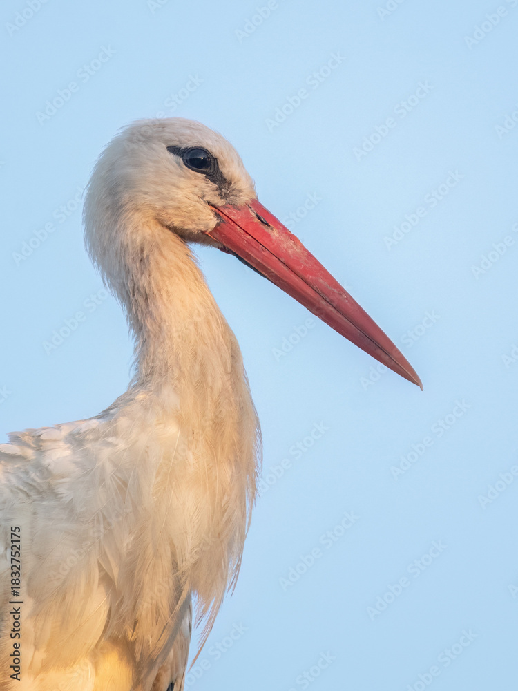 Fototapeta premium Close-up of a white stork with a long red beak against a blue sky