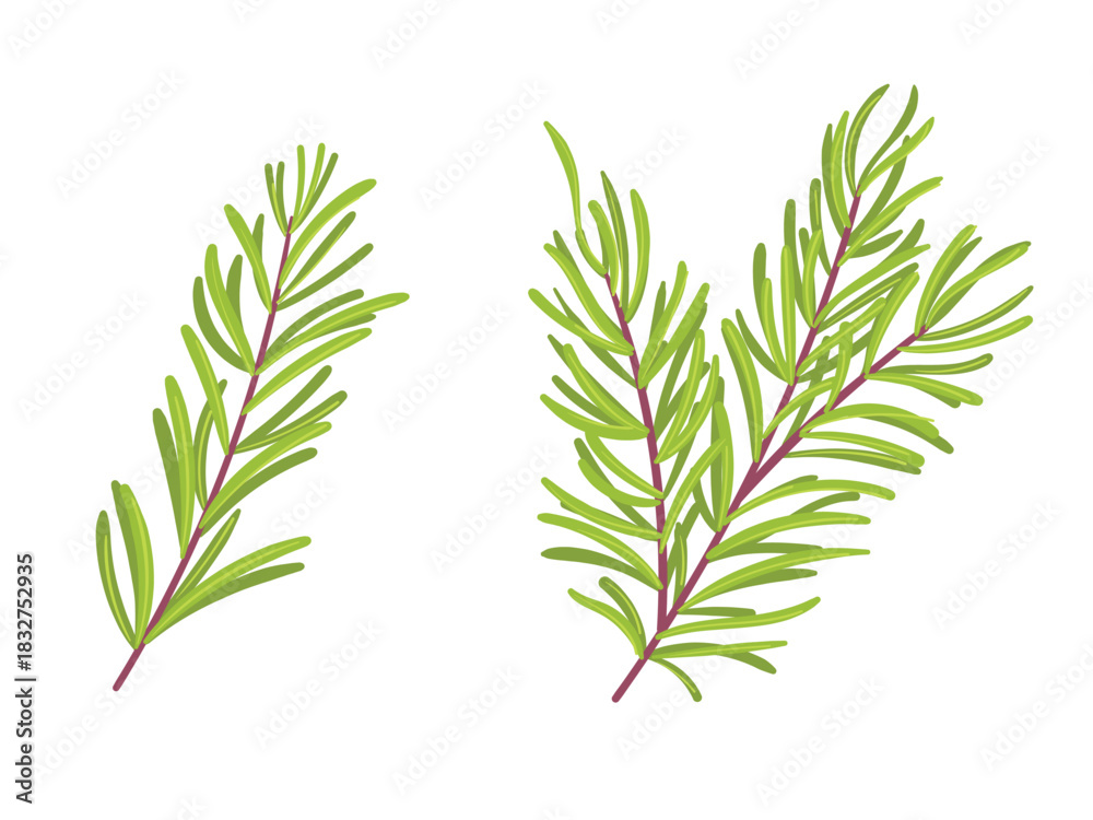 Fototapeta premium Fresh leaf rosemary, plant herb illustration