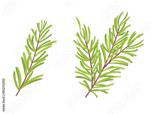 Fresh leaf rosemary, plant herb illustration
