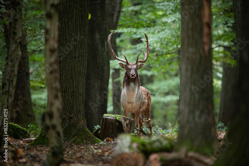 Dama dama and an important period of the year