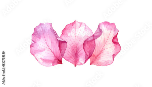 Red rose petals for love, romance and Valentine's Day celebration isolated on white background