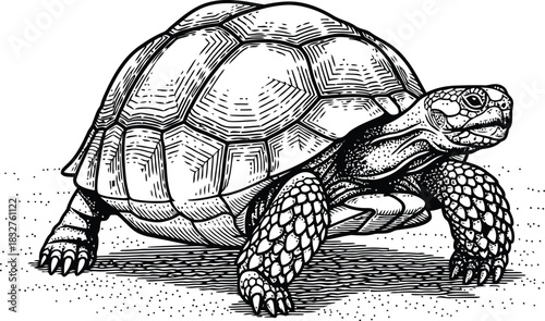 Dark outline of a tortoise walking slowly on ground isolated against a black background
