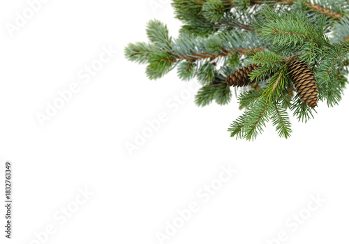 Spruce branches with many pine cones hanging from upper right corner on clean white background and copy space, natural winter and Christmas border perfect for greeting cards, posters, invitations,
