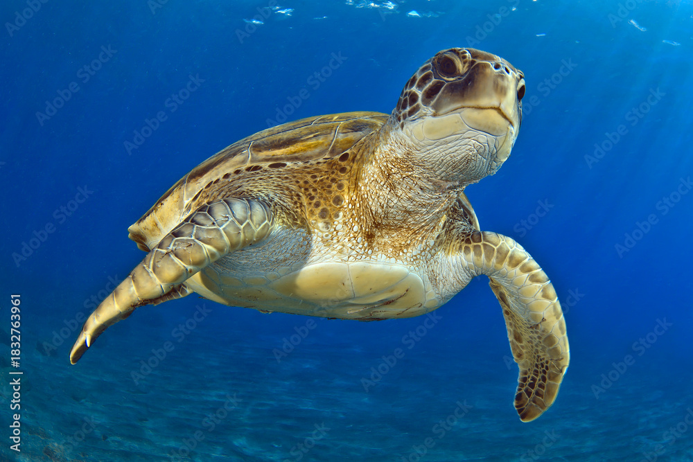 Obraz premium Una tortuga verde nadando en el mar de Tenerife