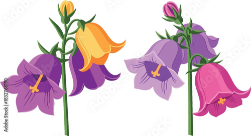 Two clusters of bellflower flowers in various colors on a white background