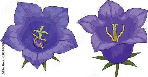 Two purple bellflowers isolated on white background detailed botanical illustration