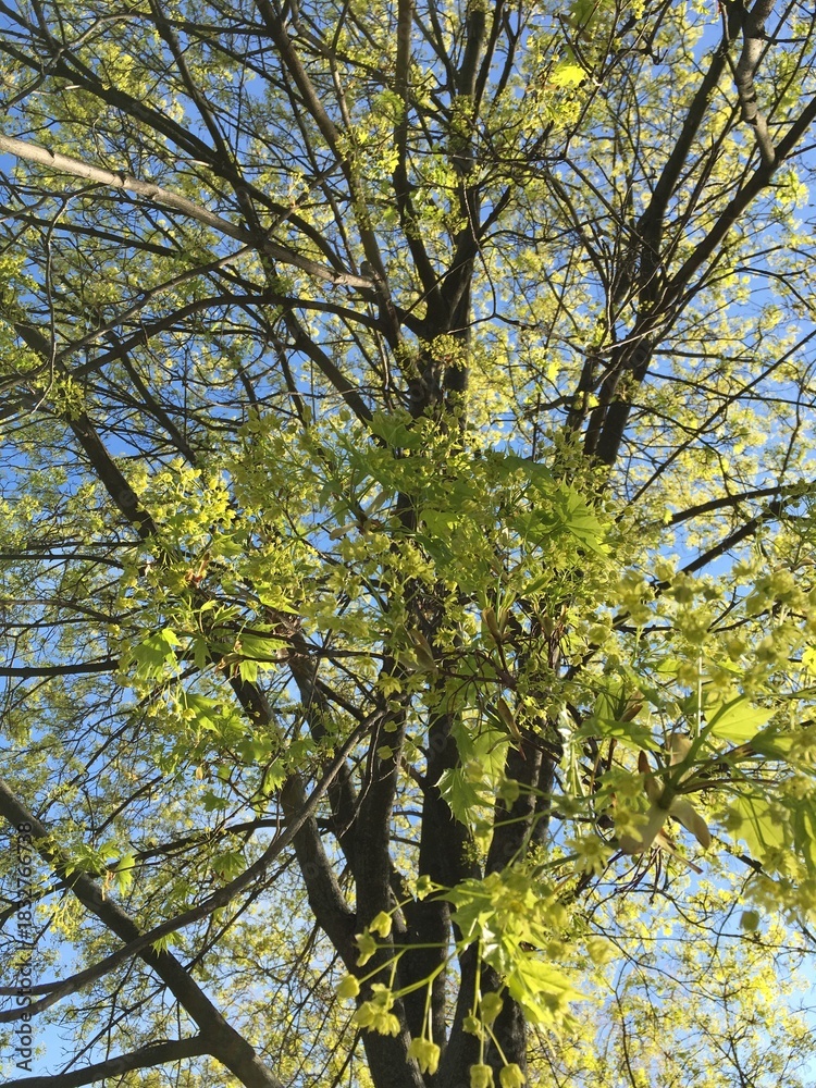 Fototapeta premium A young maple crown featuring thin branches covered with young fresh spring leaves against the blue sky in the background; a low-angle vertical photo celebrating new season for nature-themed articles.