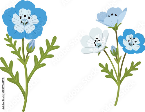 Cute nemophila flowers with smiling faces on a white background
