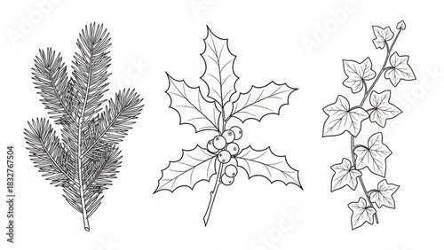 Line art illustrations of a pine branch holly sprig with berries and an ivy vine on a white background