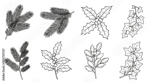 A collection of festive winter botanical illustrations featuring evergreen branches holly with berries and ivy leaves in a clean line art style