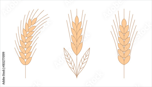 Three stylized wheat ears with beige grains and brown outlines on white background agriculture harvest