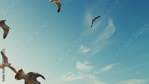 Animal Bird Seagulls Flying on Sky In The Afternoon