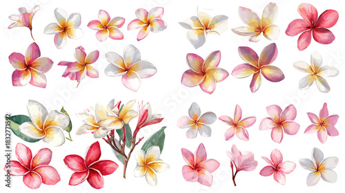 A delicate set of watercolor plumeria flowers in soft pink, white, and red tones, showcasing tropical blossoms ideal for botanical, decorative, and floral design themes.