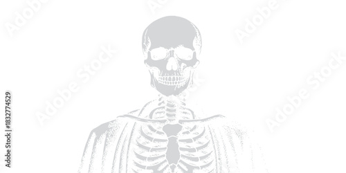 Anatomical human skeleton illustration, chest and skull frontal view isolated on white background